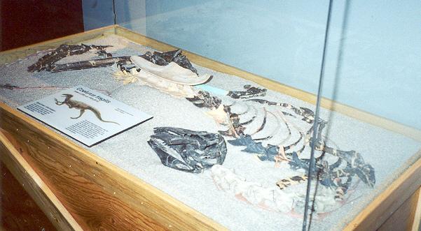 Full side view of actual bones (Gary Bobzien / photo)