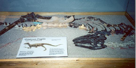 Front view of actual bones (Gary Bobzien / photo)