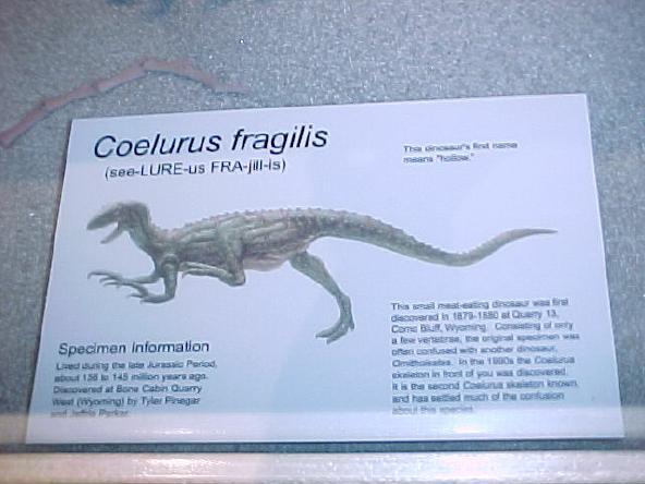 Coelurus fragilis plate (Lewis Church / Courtesy photo)