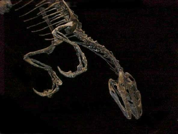 Close-up of upper Tanycolagreus display (Lewis Church / Courtesy photo)
